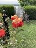 23-117-1 rose photo
