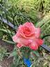 23-117-1 rose photo