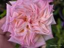 Maman Cochet rose photo