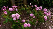 Comte de Chambord rose photo