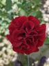 Hommage à Barbara ® rose photo
