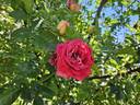 Kronenbourg rose photo