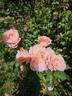 Vitalrose Miss Piggy rose photo