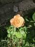 Peach Melba rose photo