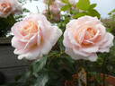 Cremosa ® rose photo