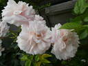 Cremosa ® rose photo