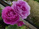 Minerva rose photo