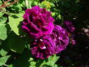 Tuscany Superb rose photo