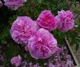 Mayflower rose photo