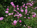 Mayflower rose photo