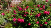 Thomas à Becket rose photo