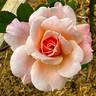 Pat Henry rose photo