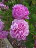 Comte de Chambord - in commerce rose photo