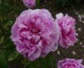 Comte de Chambord - in commerce rose photo