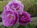 Minerva rose photo