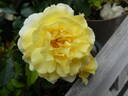 Yellow Submarine rose photo