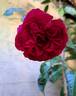 Rose Clos Vougeot rose photo