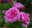 Comte de Chambord - in commerce rose photo