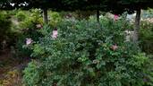 Fru Dagmar Hastrup rose photo