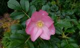 Fru Dagmar Hastrup rose photo