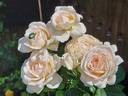 Gruaud Larose rose photo