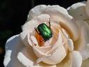 Gruaud Larose rose photo