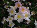 <i>Rosa richardii</i> Rehder rose photo