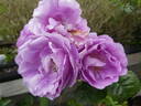 Minerva rose photo