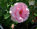You're Beautiful rose photo