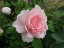 You're Beautiful rose photo