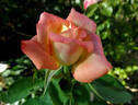 Victor Borge rose photo