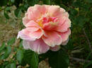 Vanguard rose photo