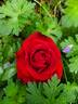 Forever Yours rose photo