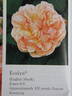 Evelyn ™ rose photo