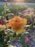 South Africa rose photo