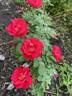George Vancouver rose photo