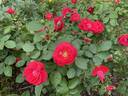 George Vancouver rose photo