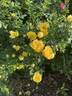 Persian Yellow rose photo