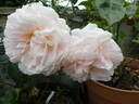 Cremosa ® rose photo