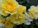 Yellow Submarine rose photo