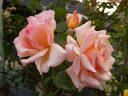 Compassion rose photo