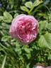 <I>Rosa centifolia</I> L. rose photo