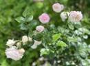 Artemis rose photo