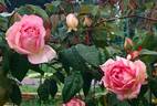 Comtesse du Cayla rose photo