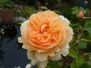 Schöne vom See rose photo