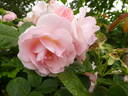 Astrid Lindgren rose photo