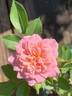 Petite Pink rose photo