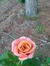 Gold Medal rose photo