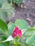Ebb Tide ™ rose photo