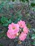 Peach Drift ® rose photo